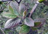 Cotoneaster lucidus