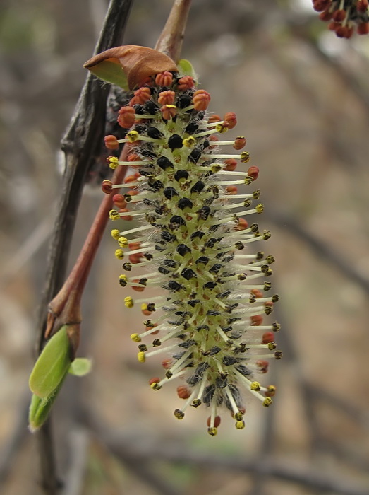 Image of Salix integra specimen.