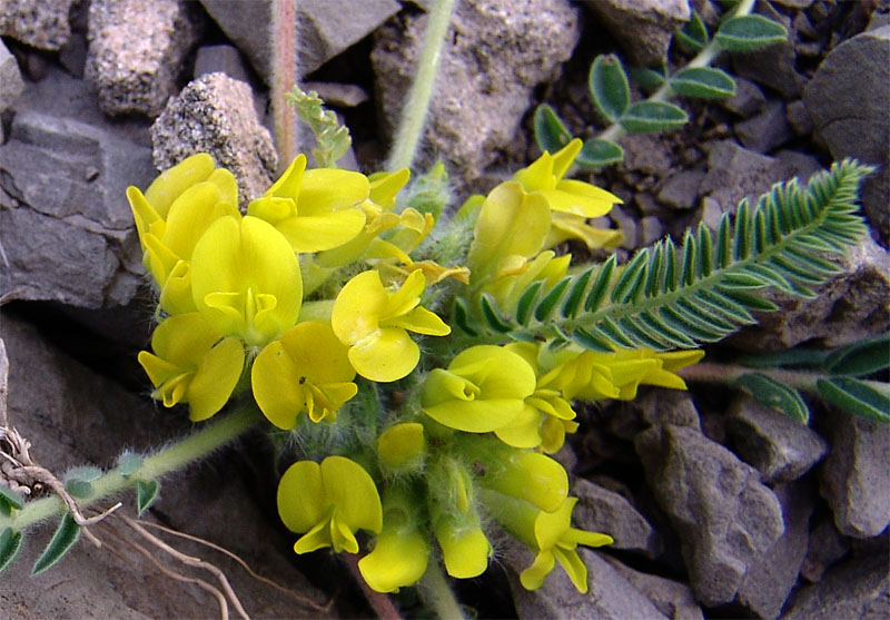 Изображение особи Astragalus pseudoutriger.