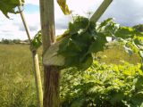 Heracleum sosnowskyi