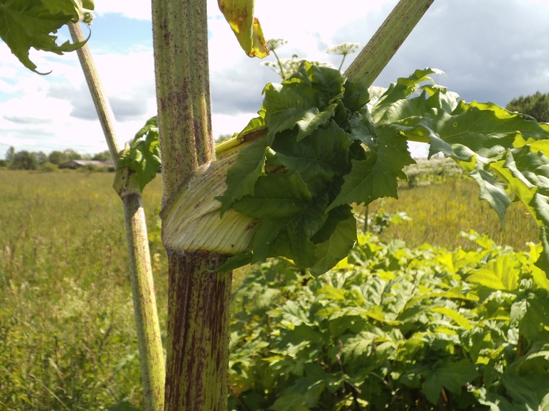 Image of Heracleum sosnowskyi specimen.
