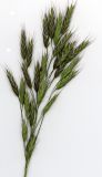 Bromus arvensis