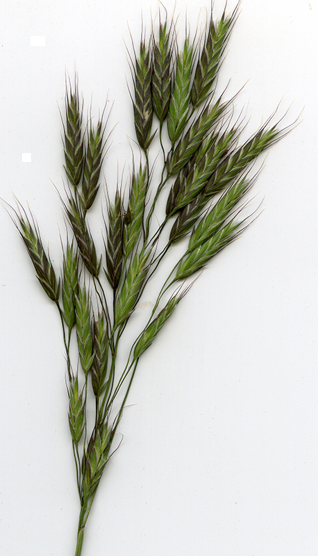 Image of Bromus arvensis specimen.