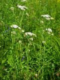 Achillea alpina. Цветущие растения. Республика Саха (Якутия), Томпонский р-н, окр. села Кескил. 08.07.2012.