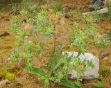 Collomia linearis. Цветущее растение. Татарстан, Бавлинский р-н. 14.07.2012.