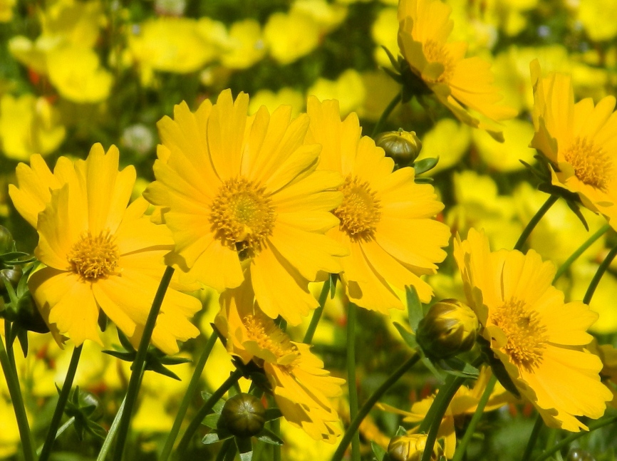 Image of Coreopsis grandiflora specimen.