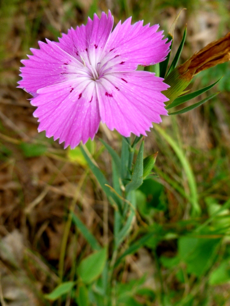 Изображение особи род Dianthus.