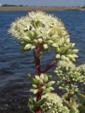 Hylotelephium stepposum. Соцветия. Западный Крым, берег оз. Донузлав. 21 августа 2012 г.