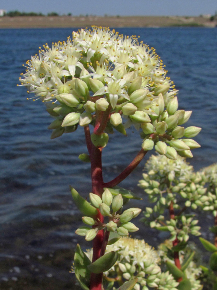 Image of Hylotelephium stepposum specimen.