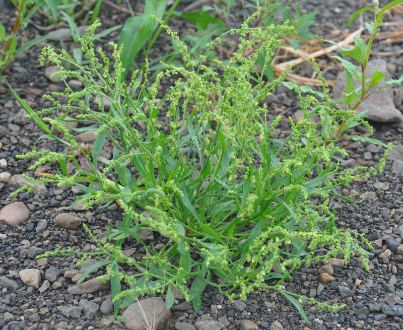 Изображение особи Rumex acetosella.