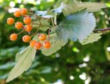 Sorbus intermedia. Верхушка побега с соплодием. Австрия, Вена, парк Зигмунд-Фройд. 10.09.2012.