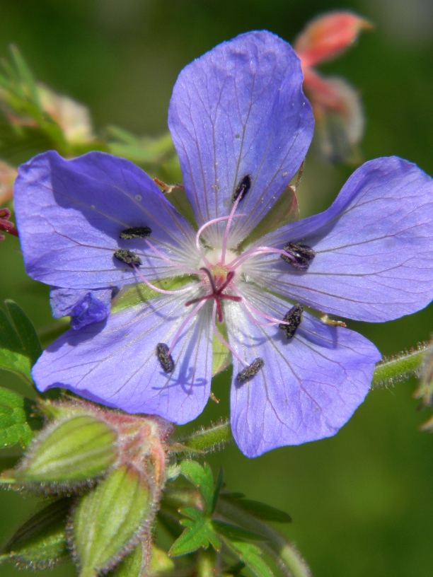 Image of Geranium pratense specimen.