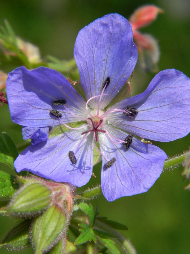 Изображение особи Geranium pratense.