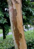 Image of taxon representative. Author is Валерий Куделя
