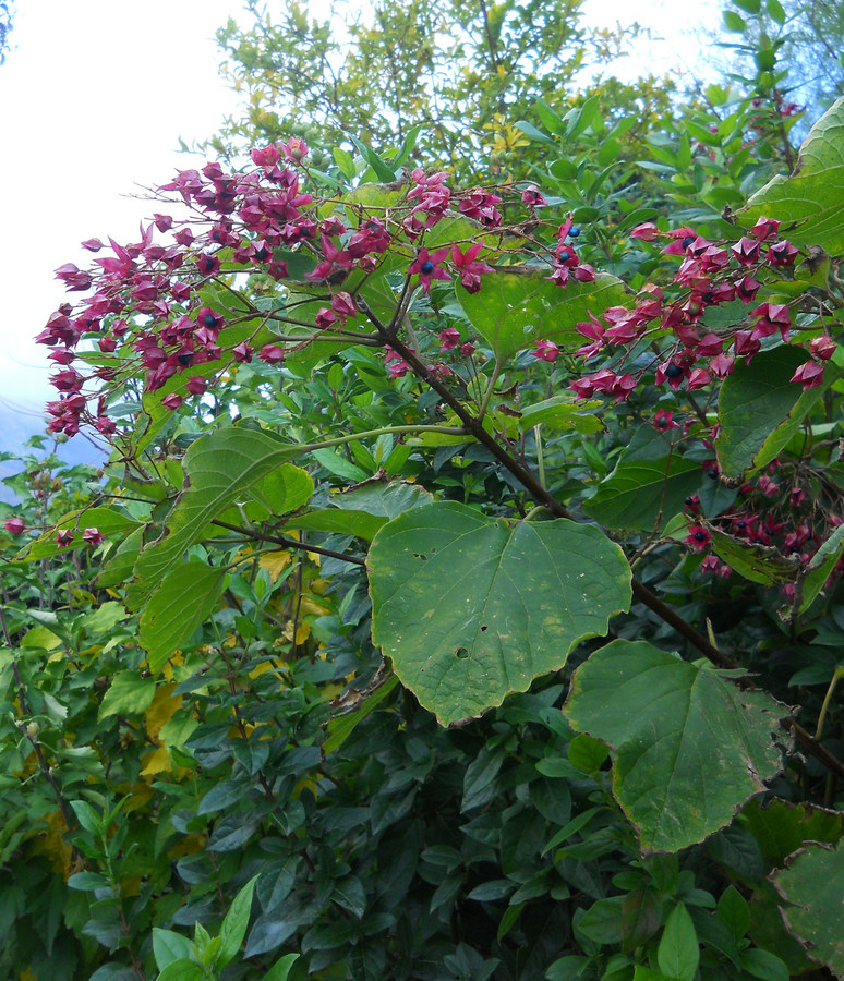 Изображение особи Clerodendrum trichotomum.