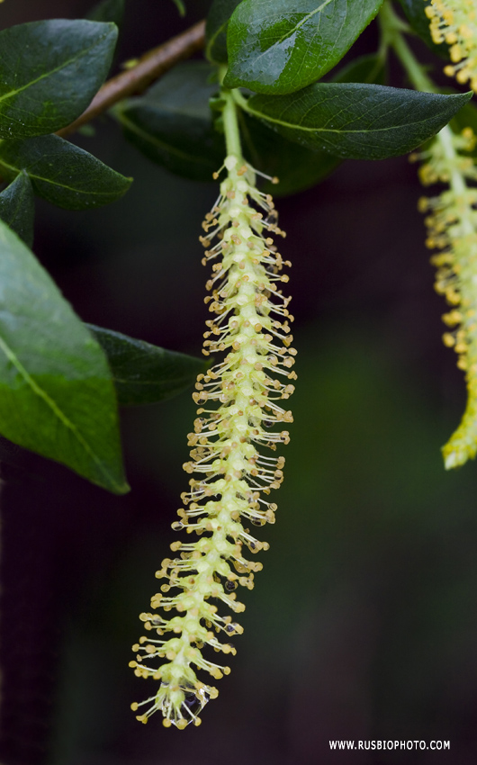 Image of Salix triandra specimen.