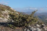 Juniperus deltoides. Растение с шишкоягодами. Крым, Севастополь, окр. с. Терновка, скалы Кара-Коба. 02.03.2021.