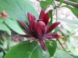 Calycanthus occidentalis. Цветок. Украина, г. Запорожье, ботанический сад. 15.06.2008.