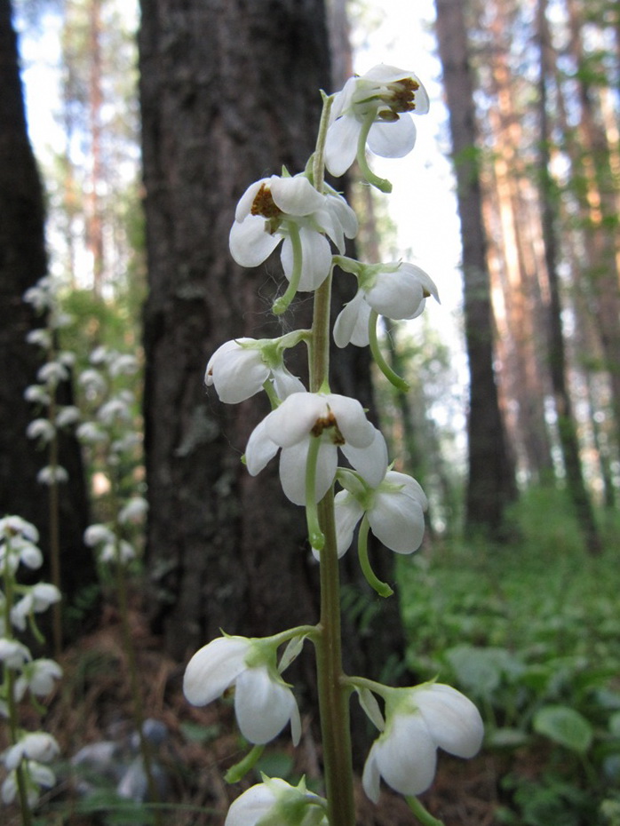 Image of Pyrola rotundifolia specimen.