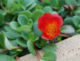 род Portulaca. Верхушка побега с цветком. Италия, Римини, в культуре. 21.06.2010.