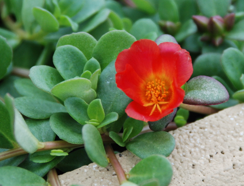 Изображение особи род Portulaca.