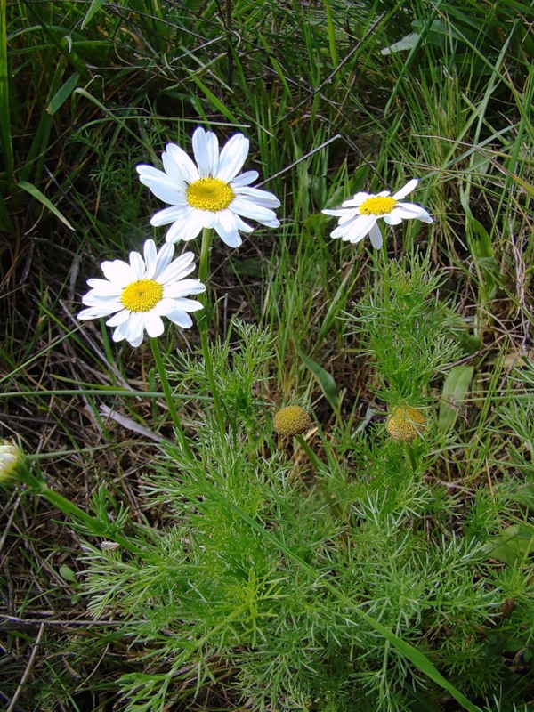 Изображение особи Tripleurospermum inodorum.