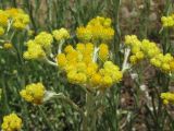 Helichrysum arenarium