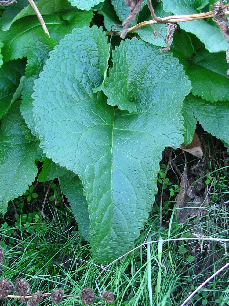Image of Phlomoides tuberosa specimen.