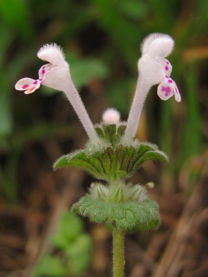 Image of Lamium amplexicaule specimen.