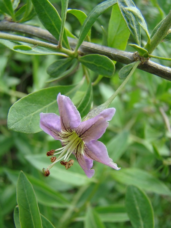 Изображение особи Lycium barbarum.