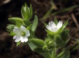Cerastium inflatum. Верхушка цветущего растения. Узбекистан, Ташкентская обл., окр. г. Газалкент. 20.04.2013.