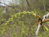 Populus × sibirica