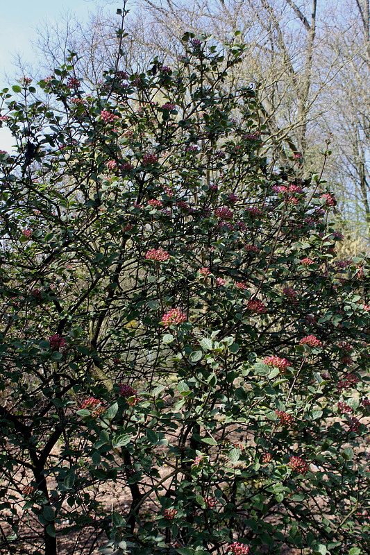 Изображение особи Viburnum carlesii.