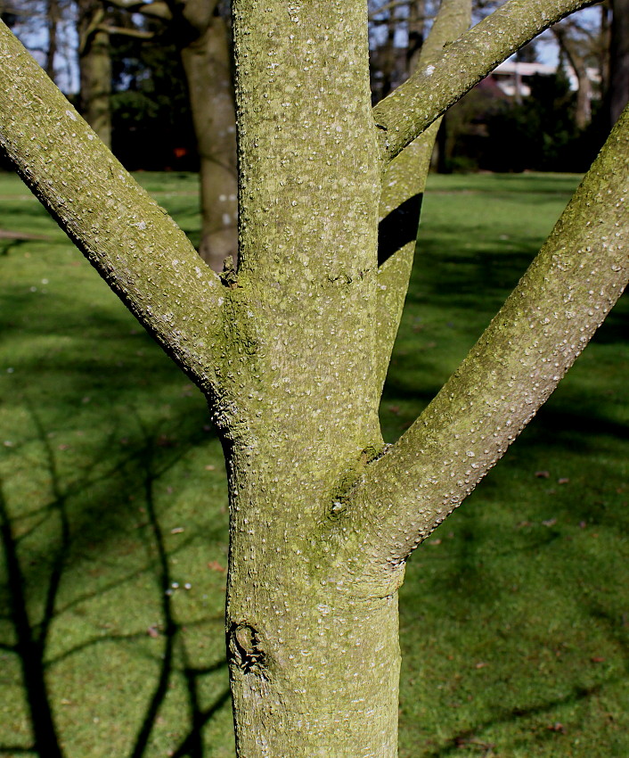 Image of Magnolia officinalis specimen.