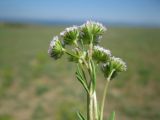 Valerianella coronata