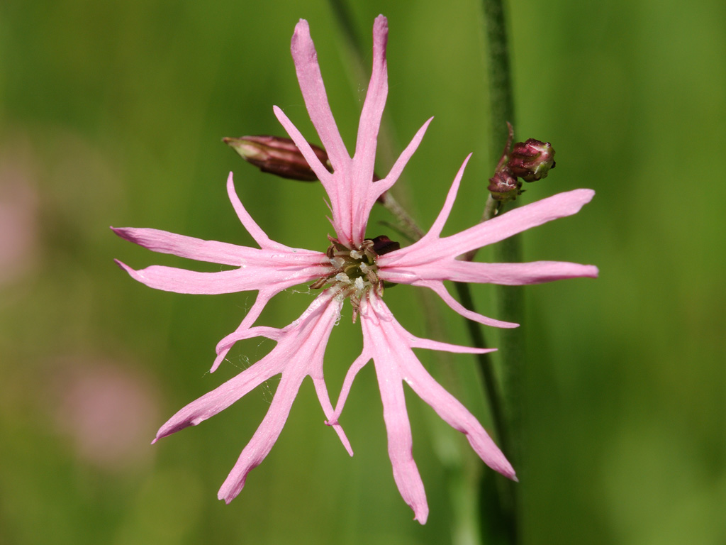 Изображение особи Coccyganthe flos-cuculi.