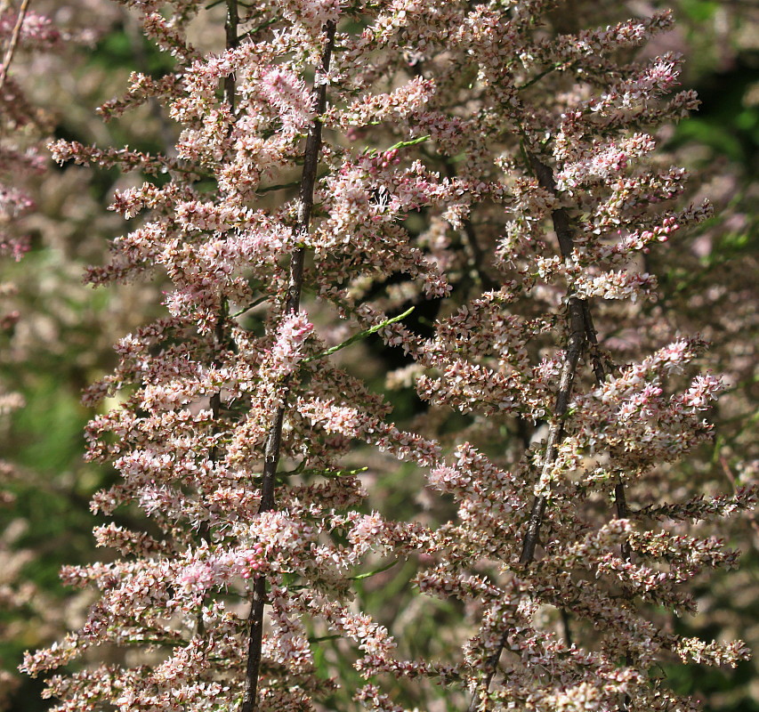 Image of genus Tamarix specimen.