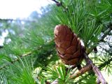 Larix decidua