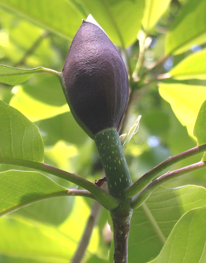 Image of Magnolia officinalis specimen.