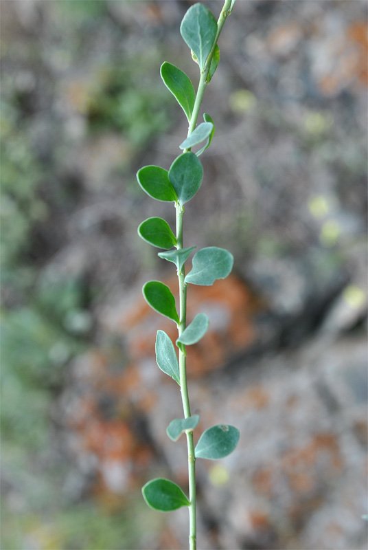 Image of Telephium orientale specimen.