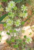 Acacia salicina. Соцветия. Аномально позднее цветение, после созревания плодов. Израиль, г. Беэр-Шева, городское озеленение. 28.06.2013.