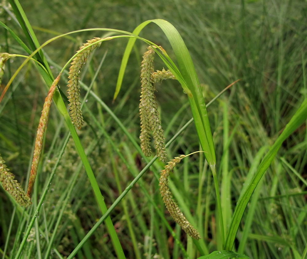 Изображение особи Carex tuminensis.