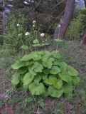 Valeriana alliariifolia. Цветущее растение. Карачаево-Черкесия, Теберда, гора Лысая. 29.05.2013.
