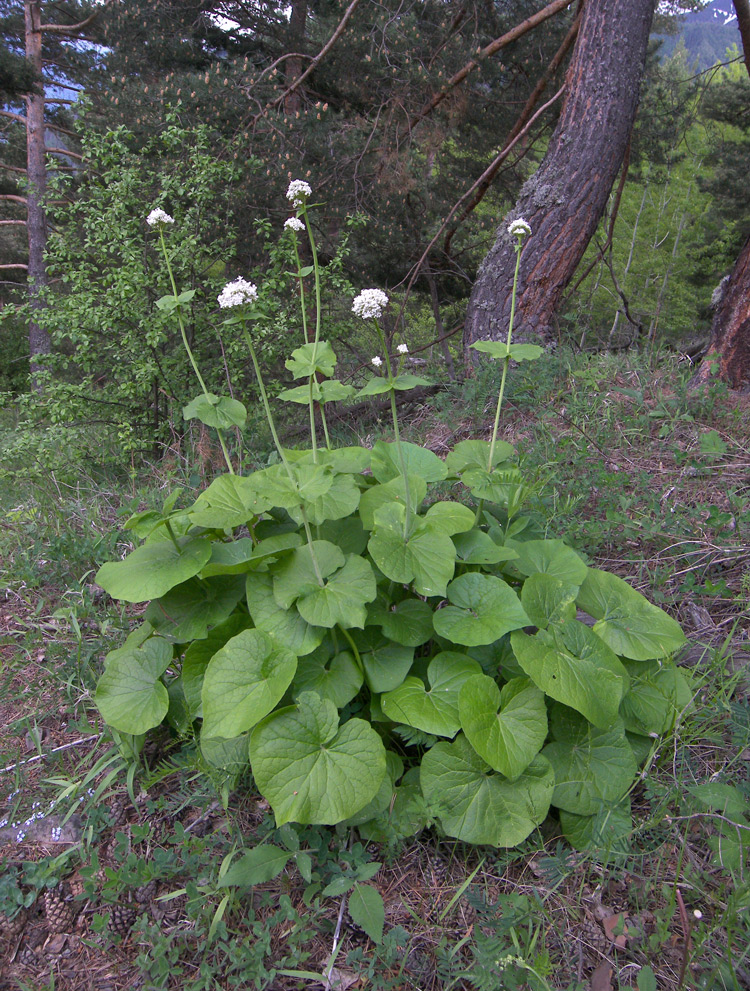 Изображение особи Valeriana alliariifolia.