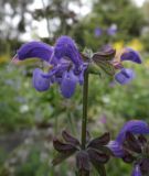 Salvia pratensis