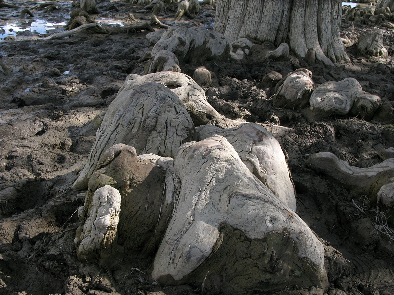 Изображение особи Taxodium distichum.