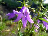 Campanula rapunculoides