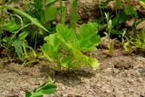 Althaea officinalis