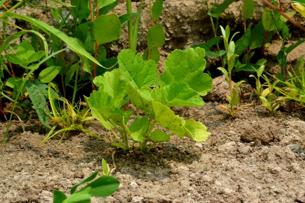 Image of Althaea officinalis specimen.