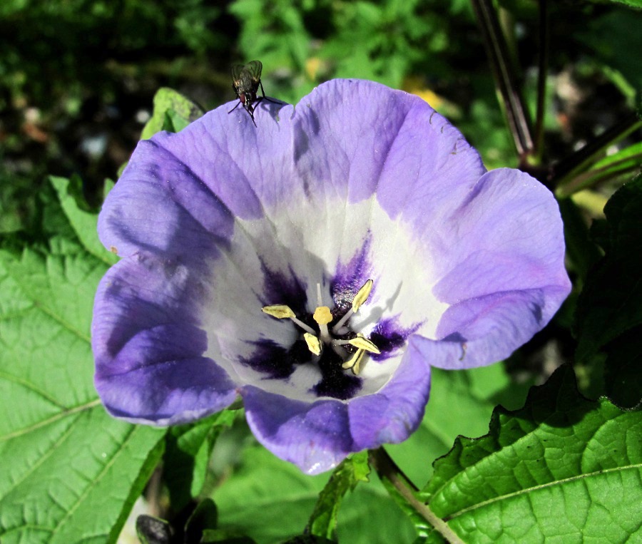 Image of Nicandra physalodes specimen.